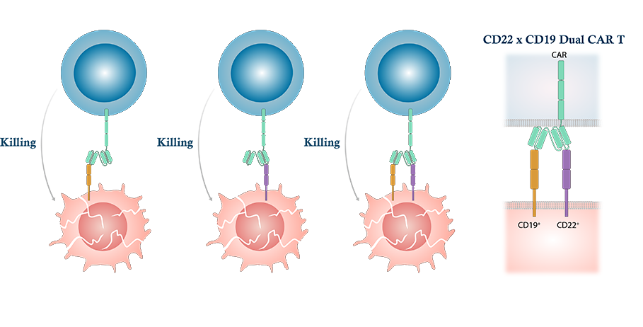 CD22 x CD19 Dual CAR-T
