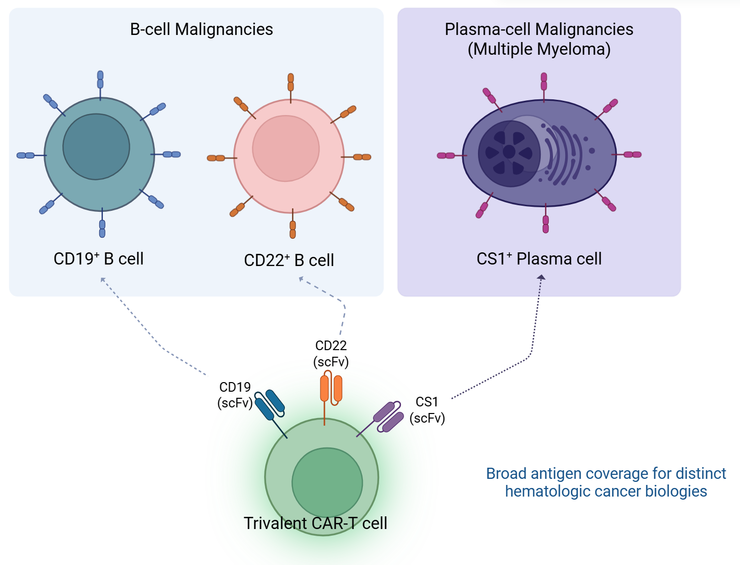 Trivalent CAR-T broad antigen coverage
