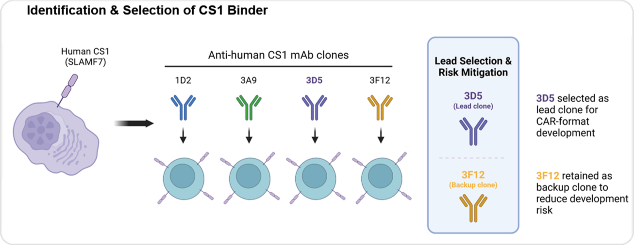 Identification and selection of CS1 binder